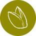 Kategoria: Pistacja